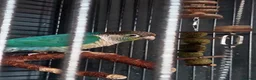 Conures birds for sale: Turquoise yellow sided/cinnamon  in Manchester - Advert 2