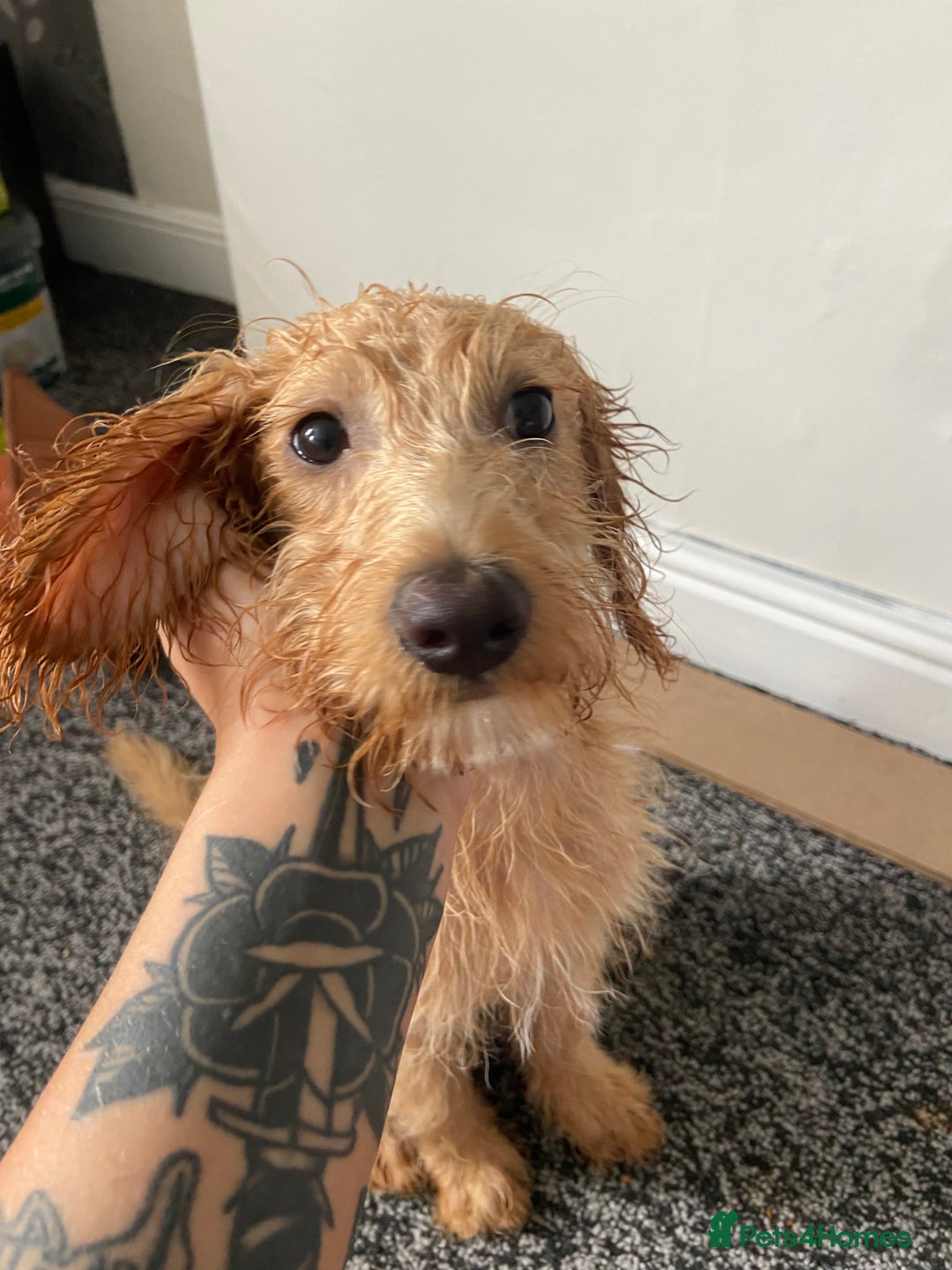 Labradoodle dogs for sale: 4 month old Labradoodle Puppy named Chilli🌶️ - Image 4