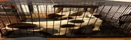 English Springer Spaniel dogs for sale: KC Registered Springer Spaniels - Advert 3