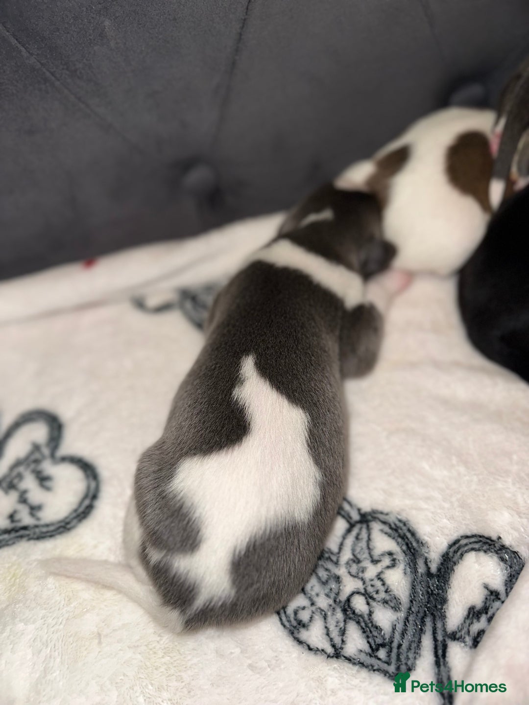 Whippet dogs for sale: KC Registered Whippet Puppies - Advert 11