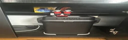 Fancy Goldfish fish for sale: Fluval Roma 240 Aquarium,  in Crook - Advert 4