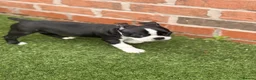 Boston Terrier dogs for sale: KC Registered Boston Terriers ready now in Chesterfield - Advert 3