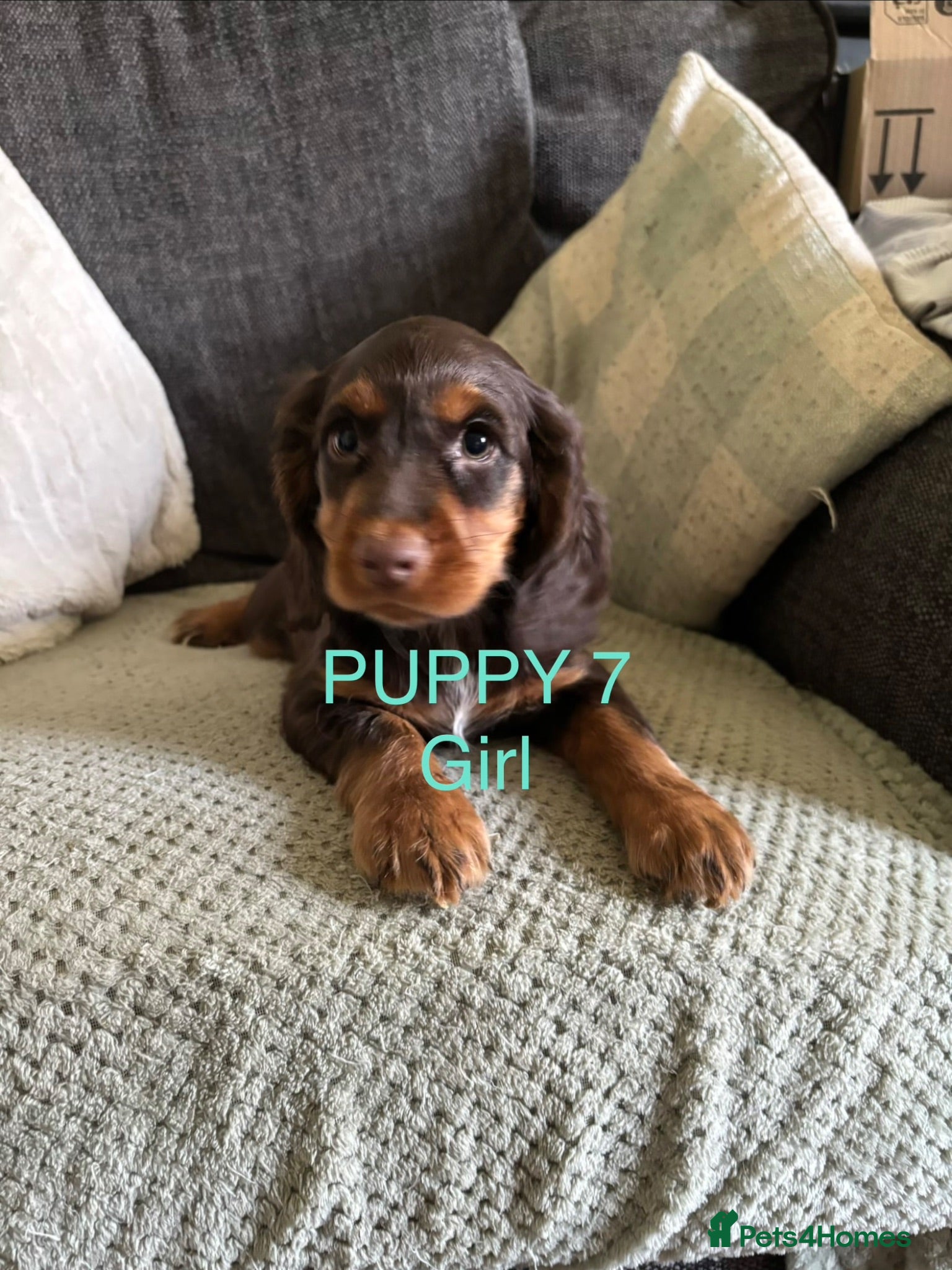 Sprocker dogs Gorgeous Sprocker puppies ready now  - Advert 1