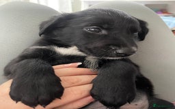 Mixed Breed dogs for sale: 🌟 Collie x Golden Retriever Puppies 🌟 - Image 31