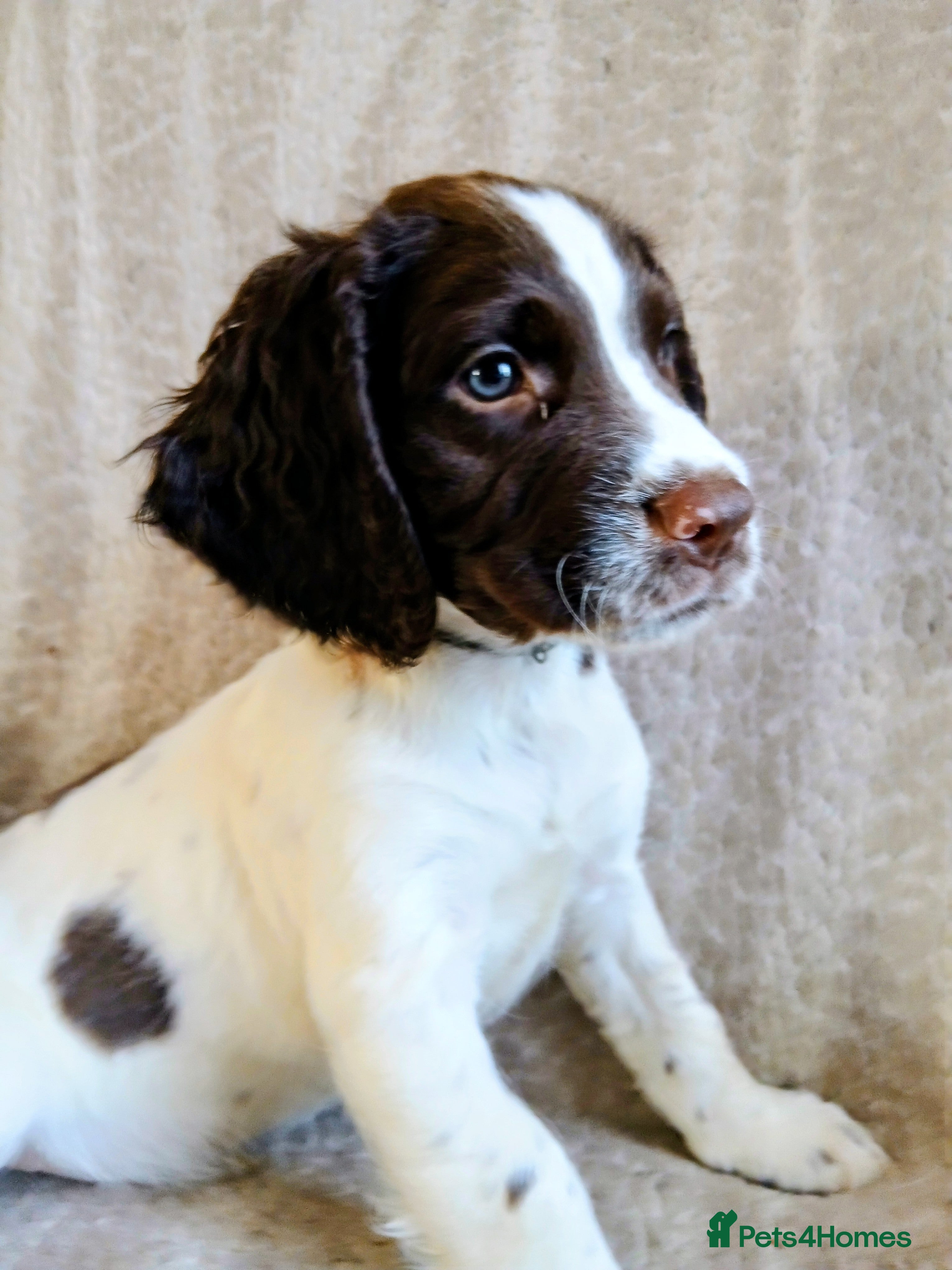 English Springer Spaniel dogs Ready now*Springer Spaniels *2 xBoys*£775 - Advert 2