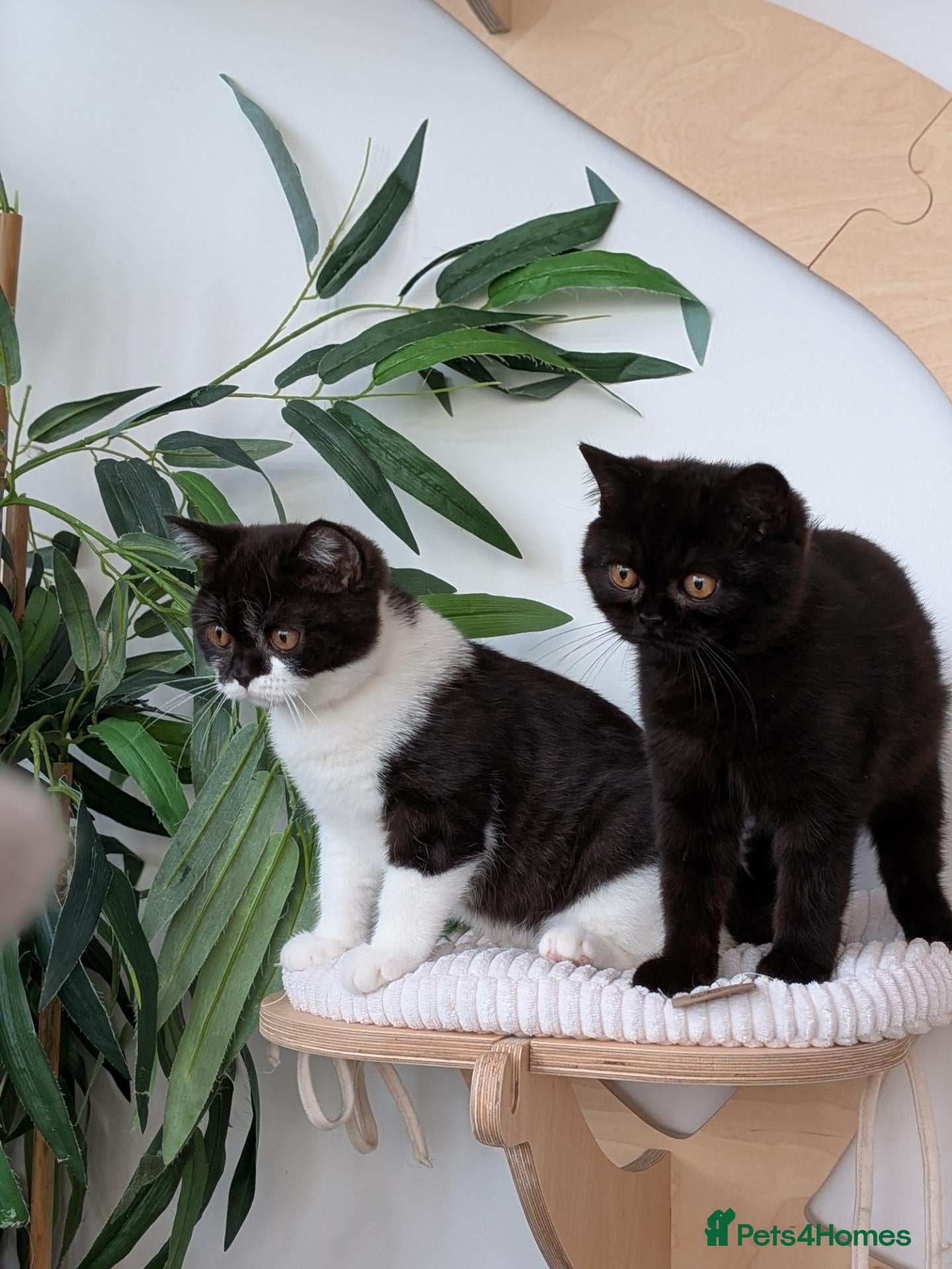 British Shorthair cats GCCF British Shorthair kittens  - Advert 15