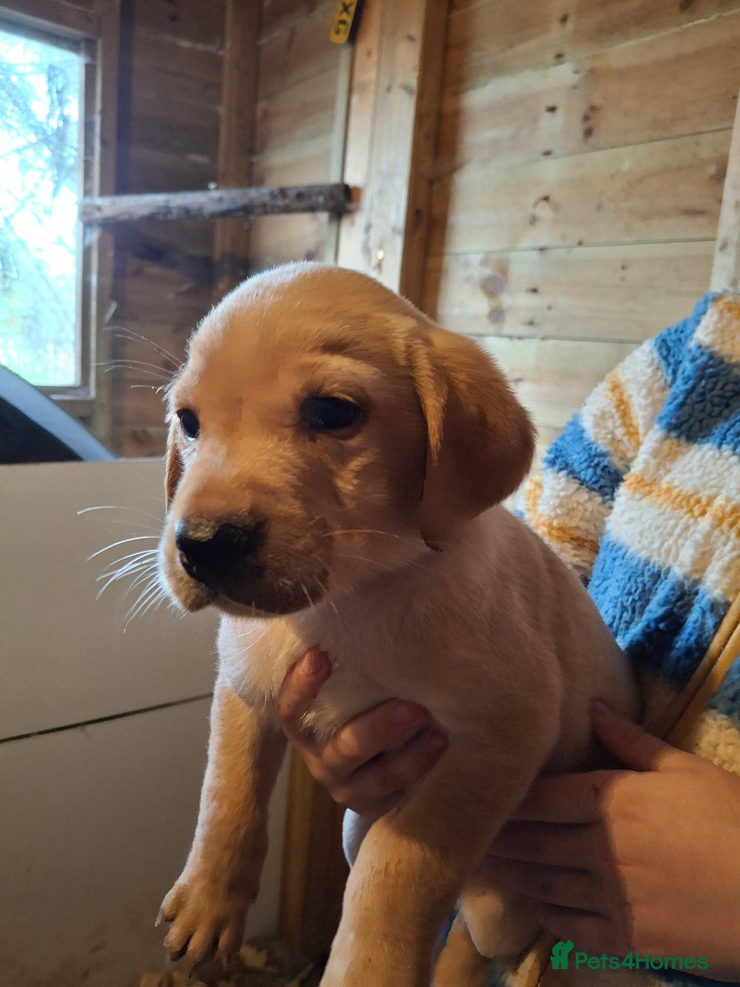 Labrador Retriever dogs for sale: Red 5th generation pedigree labrador  - Image 23