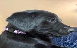 Labrador Retriever dogs for sale: Black/fox Labrador kc with 5 wks free insurance  - Image 18