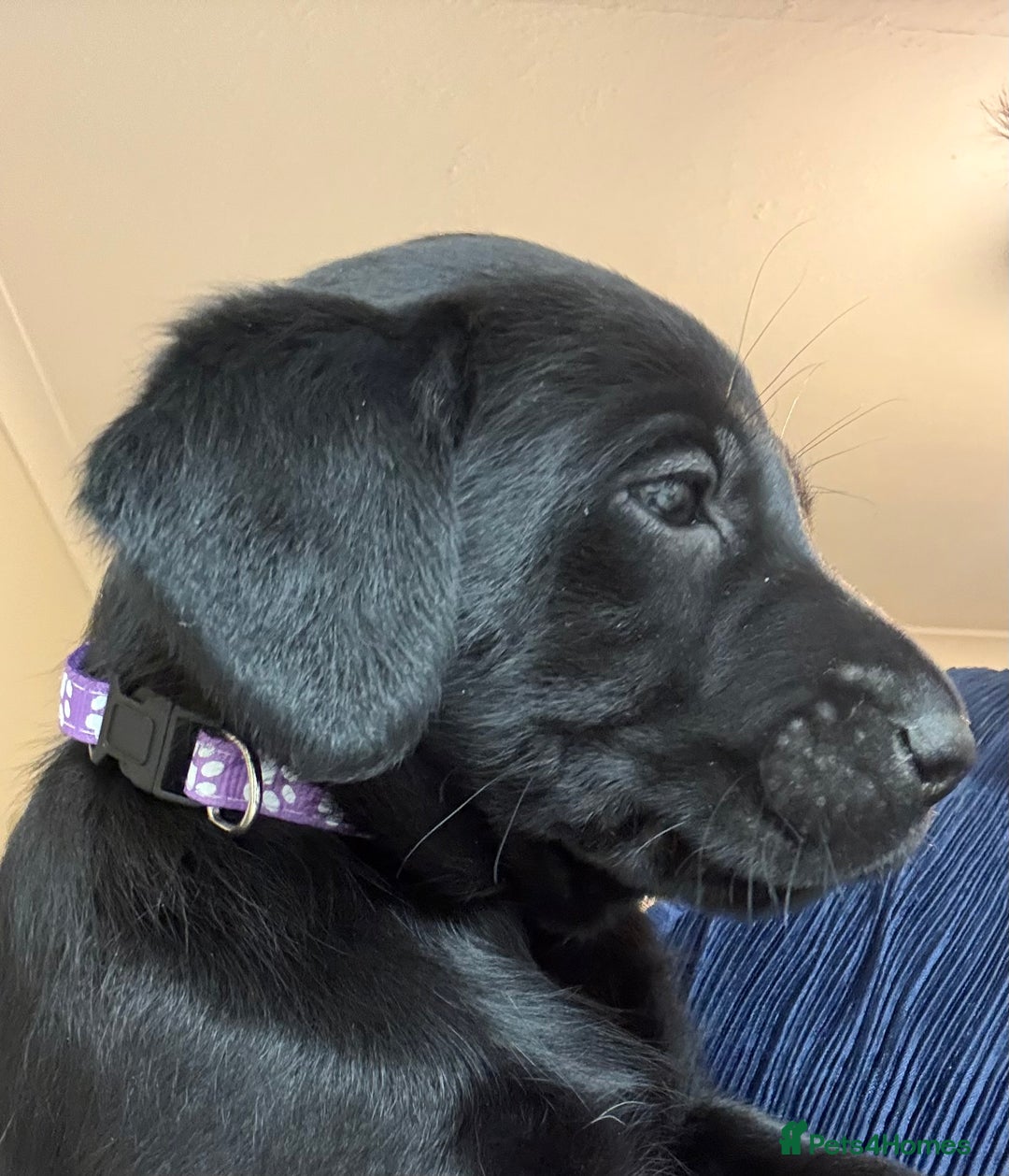 Labrador Retriever dogs for sale: Black/fox Labrador kc with 5 wks free insurance  - Image 18