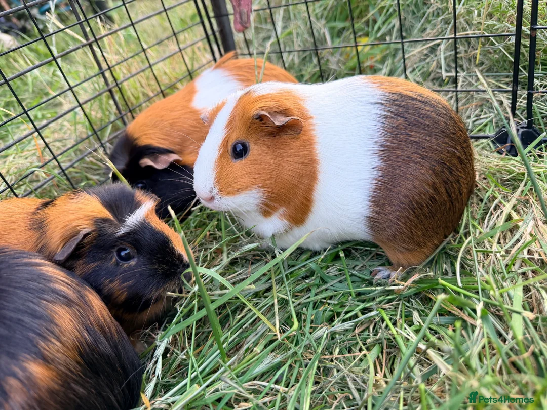 Guinea Pig rodents for sale: Guinea pigs  - Advert 14