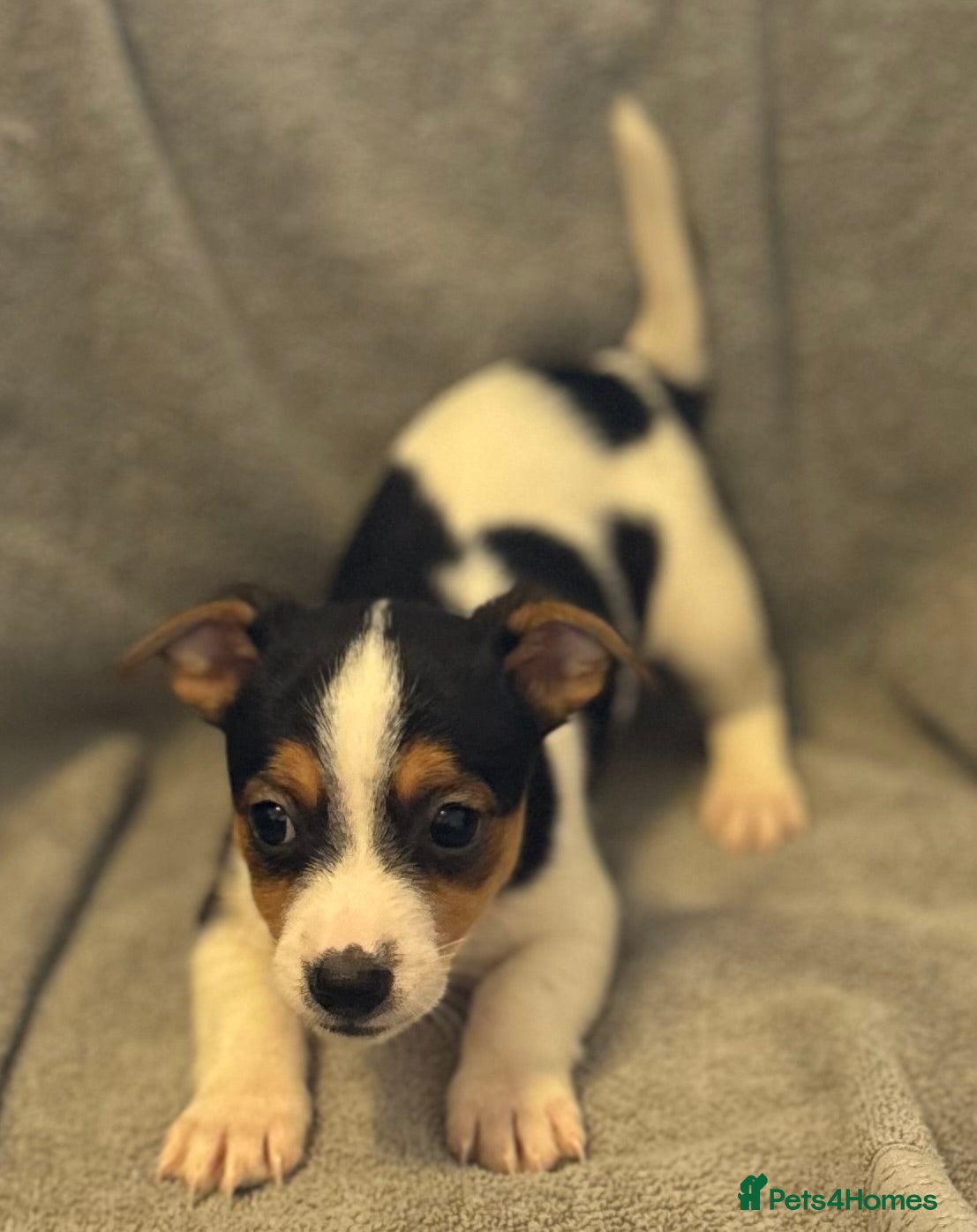 Jack Russell dogs Jack Russel puppies  - Advert 16