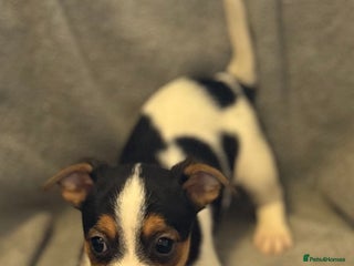 Jack Russell dogs for sale - Advert 1