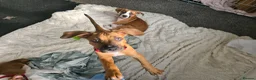 Mixed Breed dogs for sale: Ridgeback/American terrier/ english bulldog mix  in Coventry - Advert 25