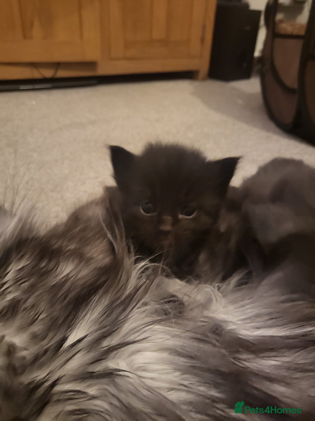 Ragcoon cats for sale: BEAUTIFUL RAGCOONS - Advert 27