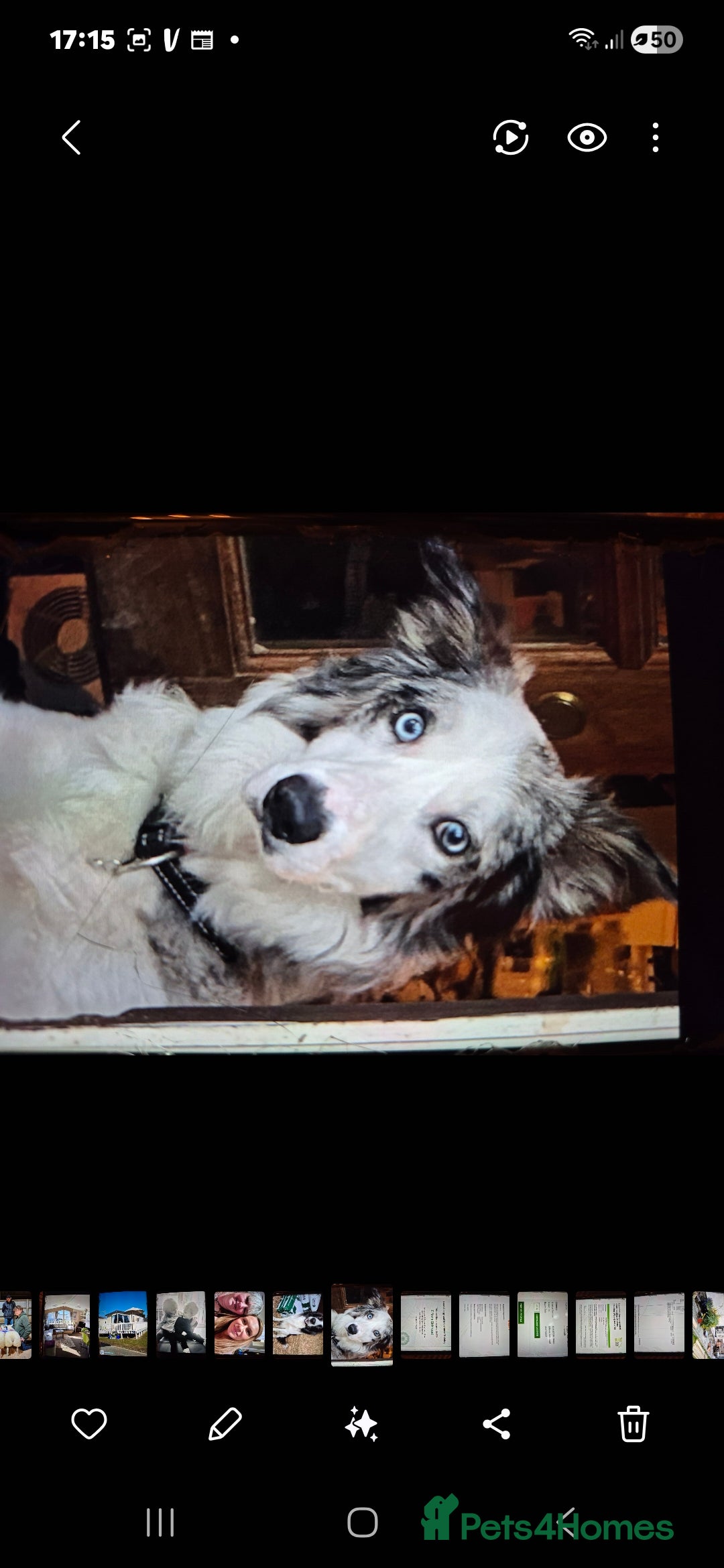 Border Collie dogs for sale: Blue Merles puppies  - Advert 26