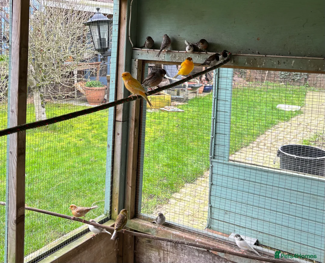 Mixed Breed birds for sale: Aviary birds  phone  **  in Rotherham - Advert 4