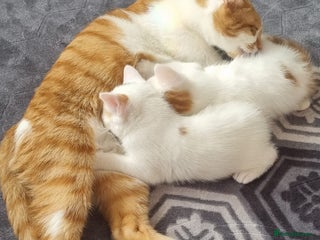 Domestic Shorthair cats - Advert 5