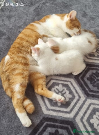 Domestic Shorthair cats - Advert 1