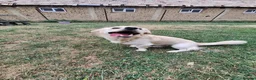 Mixed Breed dogs for adoption: Toby for adoption in Uxbridge - Advert 5