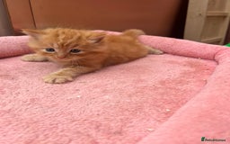 Mixed Breed cats for sale: Adorable ginger and black&white kittens  - Image 4