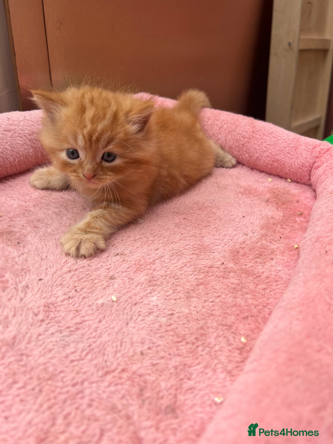 Mixed Breed cats for sale: Adorable ginger and black&white kittens  - Image 4