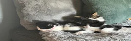 Mixed Breed cats for sale: 2 x black and white female bundles of joy - Advert 3