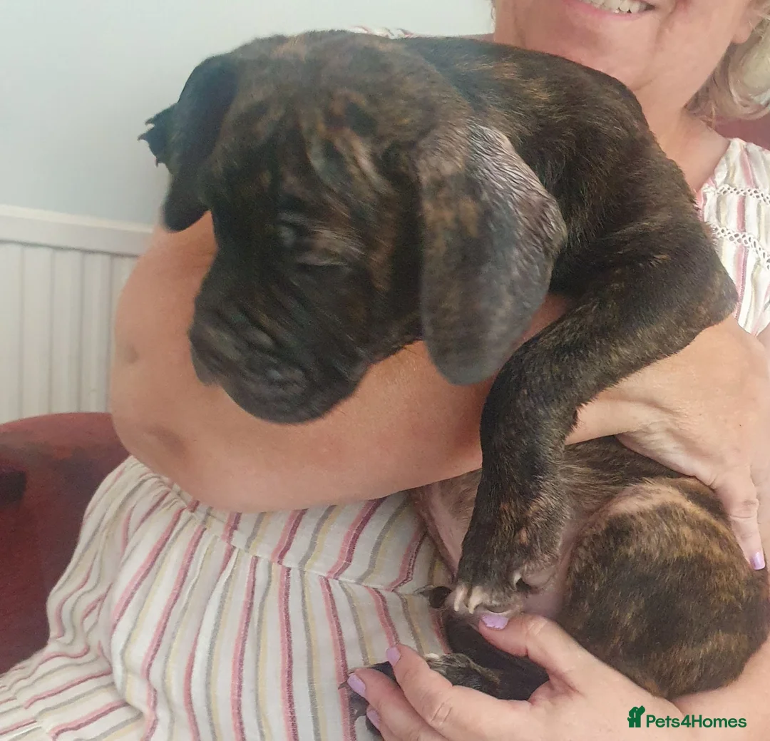Mixed Breed dogs for sale: Oldtyme x french bulldog - Advert 2