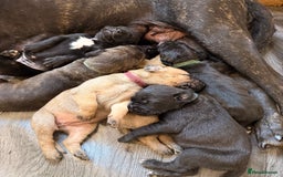 Mixed Breed dogs for sale: Came Corso X Puppies - Image 29