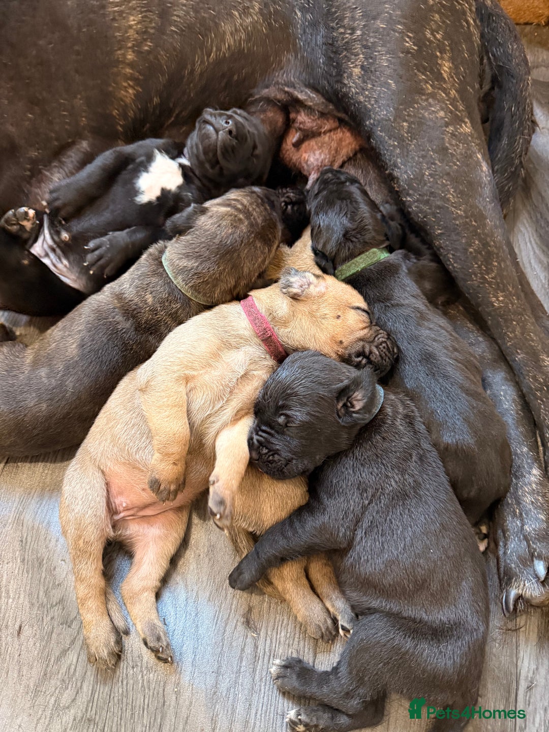 Mixed Breed dogs for sale: Came Corso X Puppies - Image 29