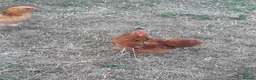 Chickens poultry for sale: Pekin bantam Cockerel in King's Lynn - Advert 2