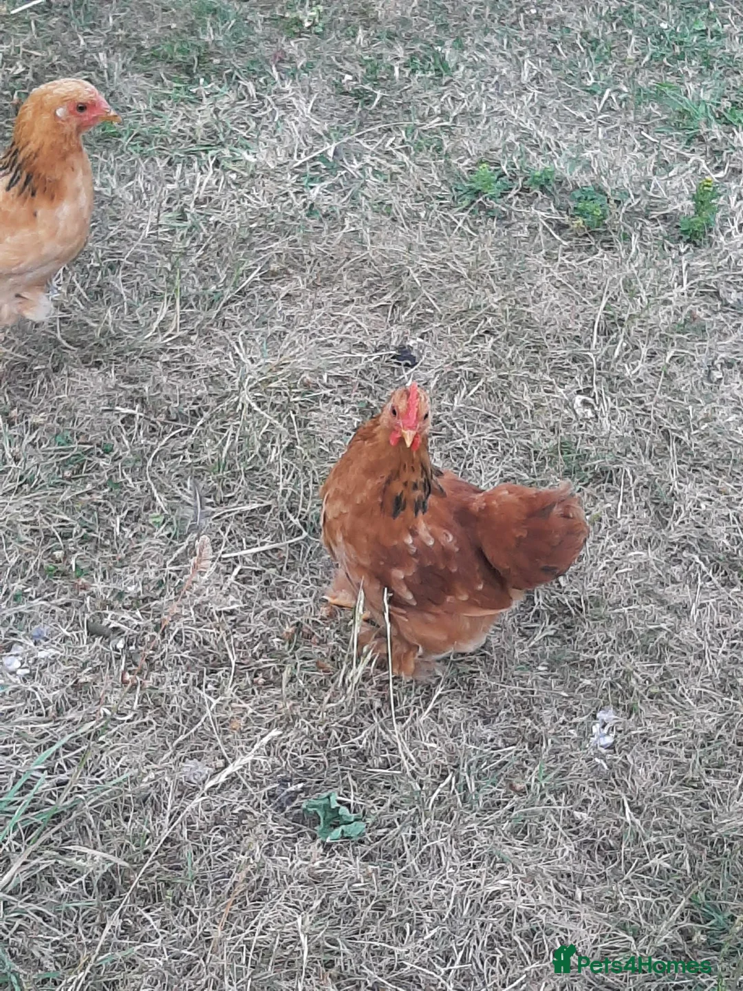 Chickens poultry for sale: Pekin bantam Cockerel in King's Lynn - Advert 2
