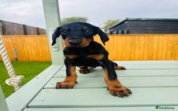 Dobermann dogs for sale: KC Registered Doberman Puppies 🐾🐾🐾 - Image 7