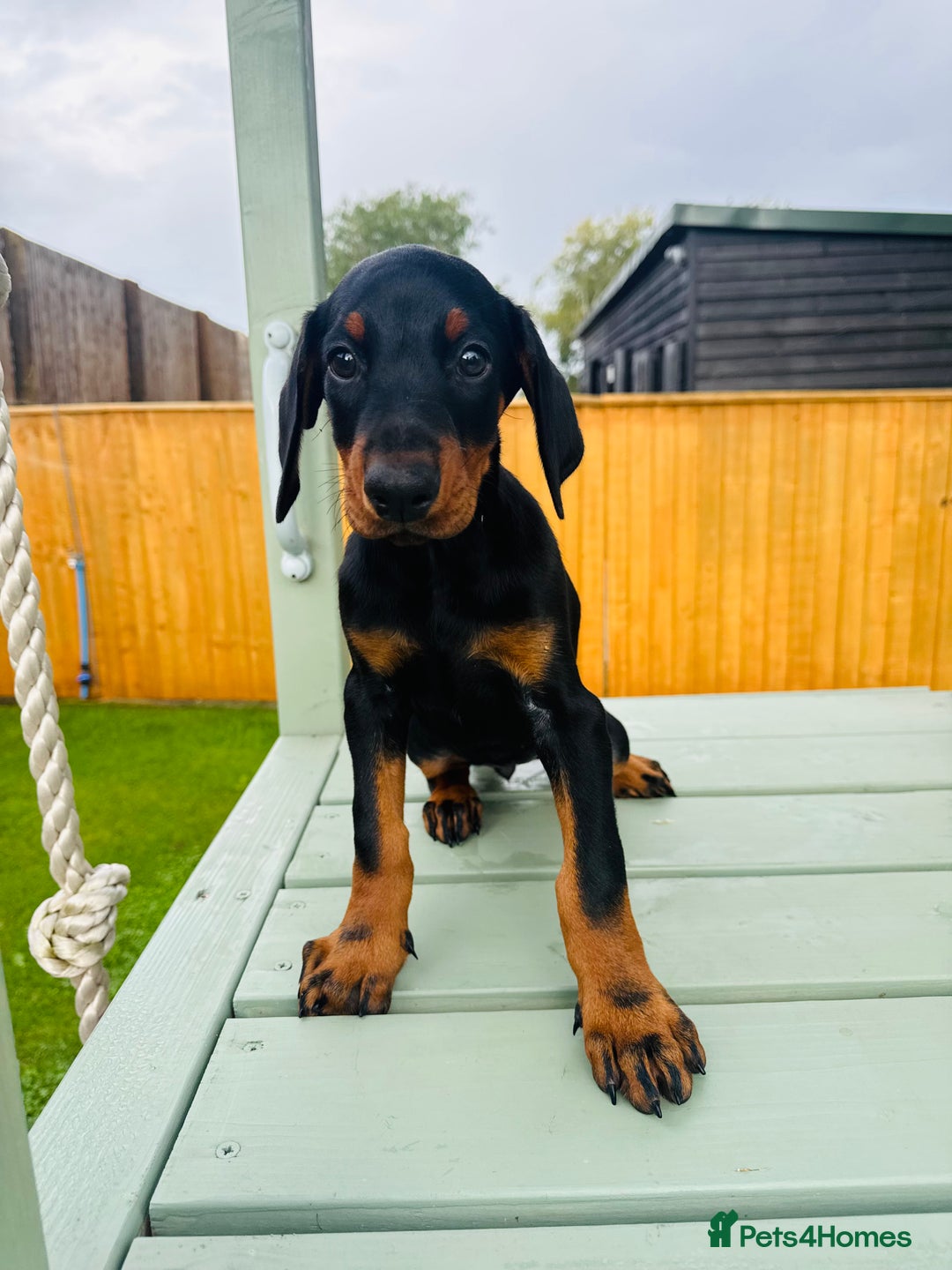 Dobermann dogs for sale: KC Registered Doberman Puppies 🐾🐾🐾 - Image 7