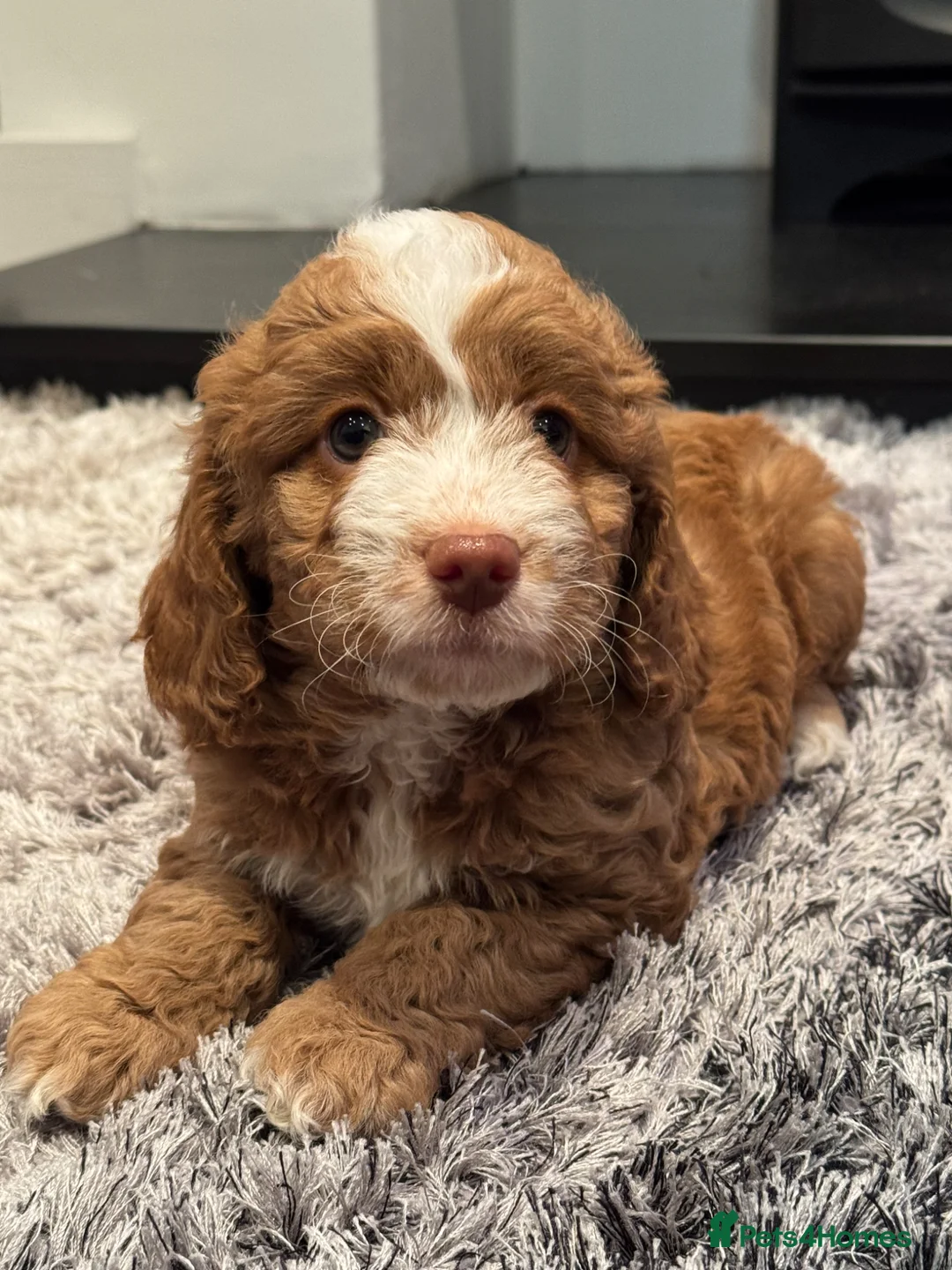 Cockapoo dogs for sale: Cockerpoo pups in Southampton - Advert 2