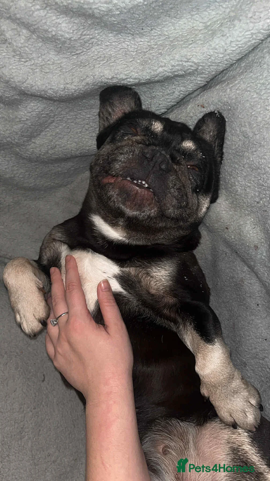 French Bulldog dogs for sale: Female French bulldog 4 years old  - Advert 3