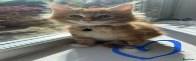 Maine Coon 1