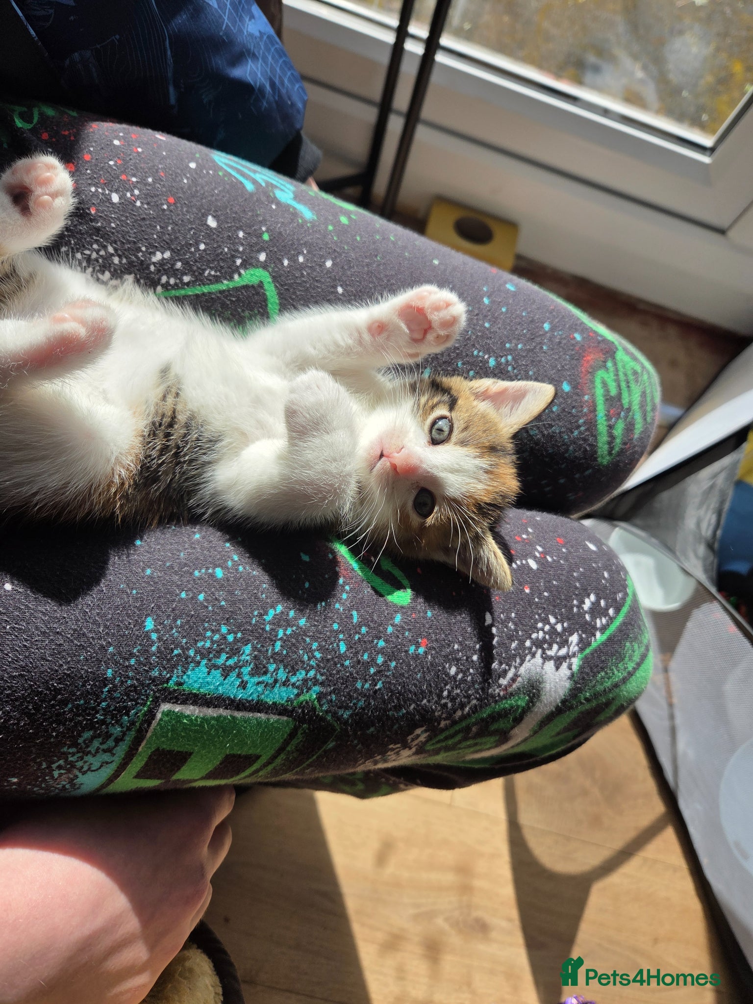 Mixed Breed cats Ready to go home last friendly girl 250. - Advert 13