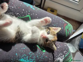 Mixed Breed cats Ready to go home last friendly girl 250. - Advert 13