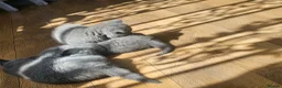 British Shorthair cats for sale: Simba - Advert 5