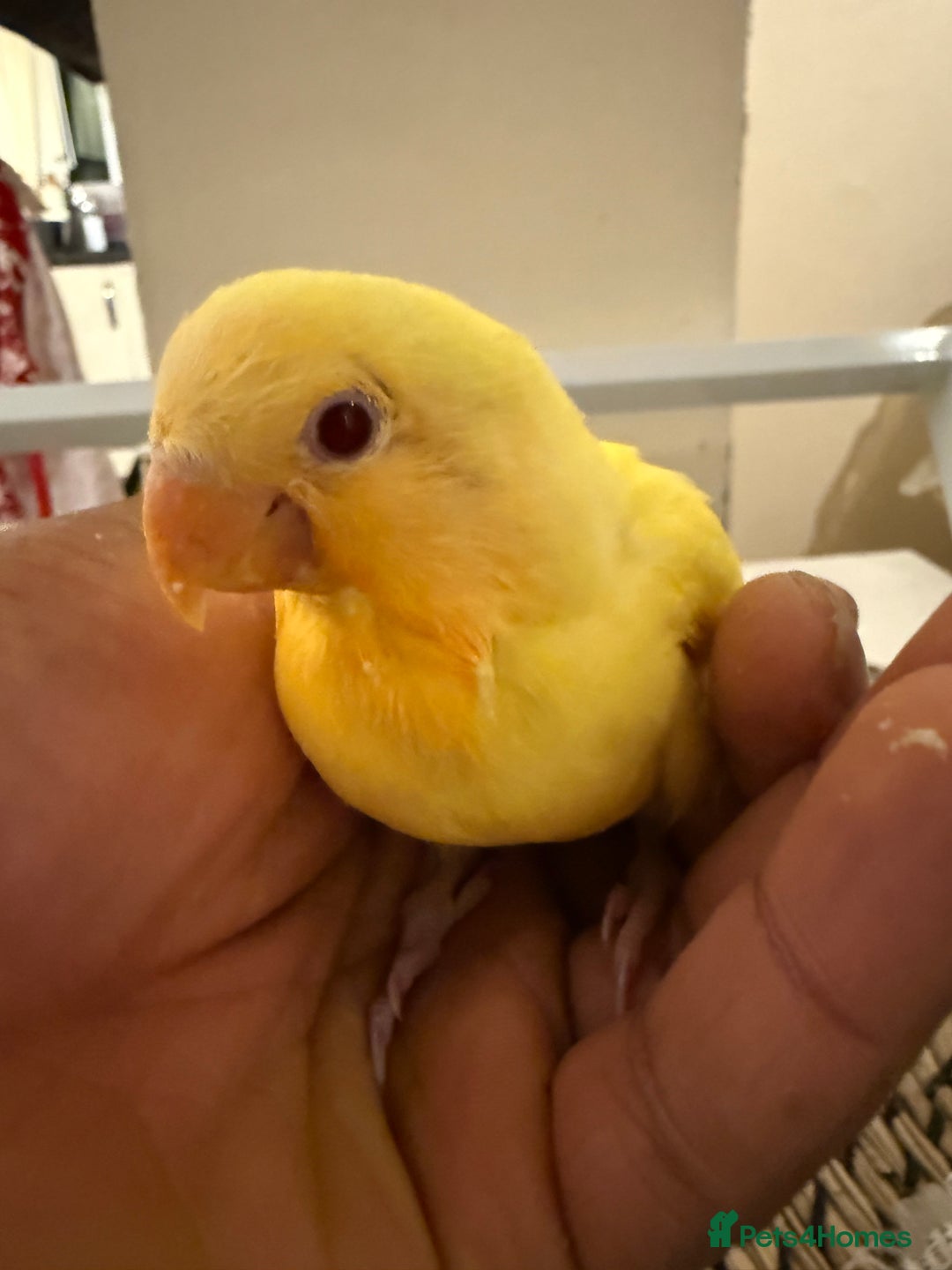 Lovebirds birds for sale: Hand-reared Lovebirds  - Advert 5