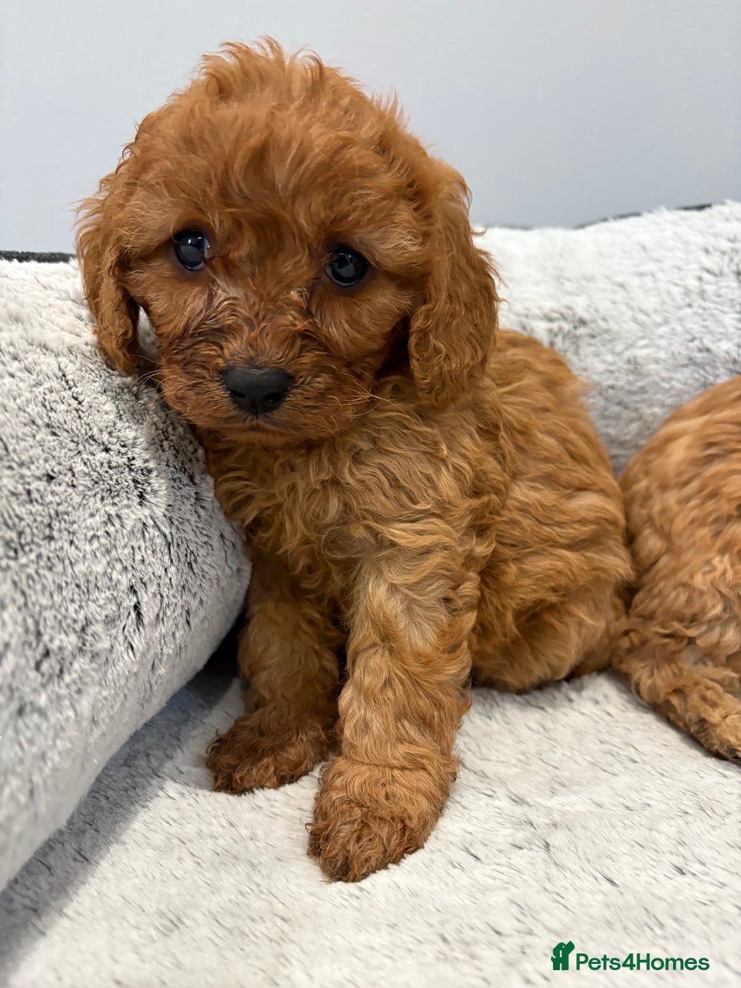 Cavapoo dogs for sale: 🐾STUNNING CAVAPOOS F1 🐾 - Advert 5