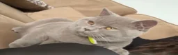 British Shorthair cats for sale: 🐈 GCCF Registered Lilac British Shorthair Stud - Advert 3