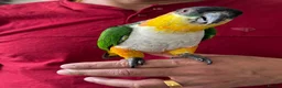 Mixed Breed birds for sale:  Birds for sale. Please read the description full  - Advert 6