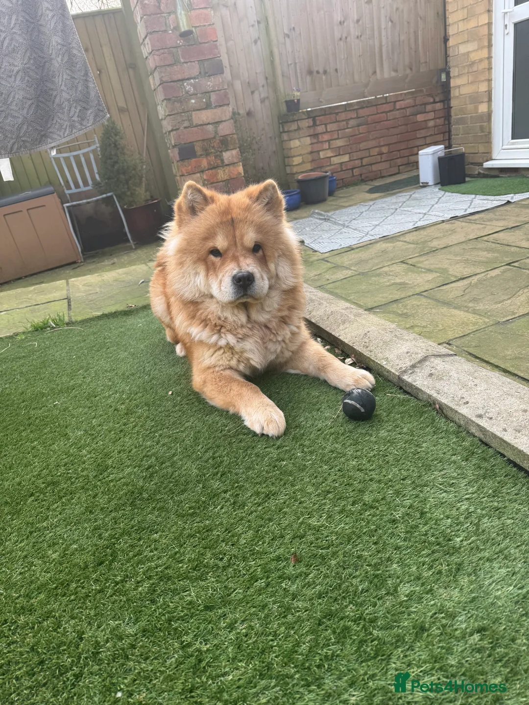 Chow Chow dogs for sale: 2 LEFT Merle Chowchow Puppies  - Advert 22