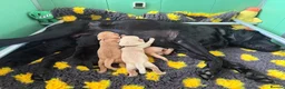 Labrador Retriever dogs for sale: Exceptional Health-Tested Purebred Labrador Puppys - Advert 17