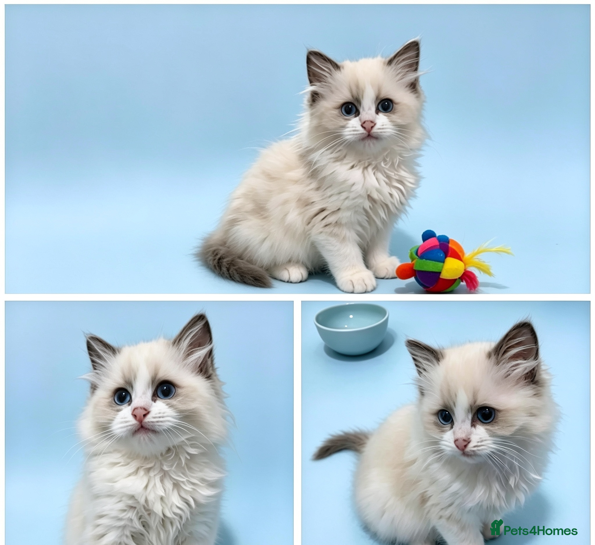Ragdoll cats RAGDOLLS BICOLOUR GIRL BLUE EYES READY NOW  - Advert 16