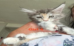 Maine Coon cats for sale: Beautiful Mainecoon Kittens x5 - Image 7