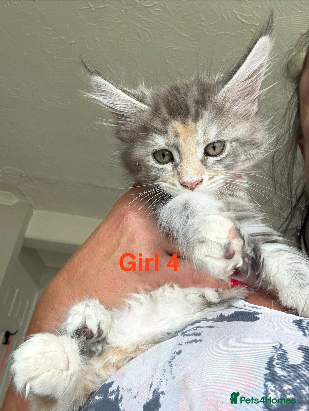 Maine Coon cats for sale: Beautiful Mainecoon Kittens x5 - Image 7