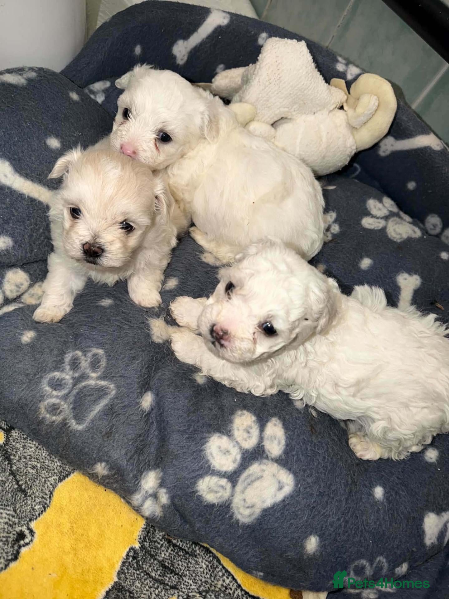 Bichon Frise dogs 3 Beautifuls puppy Bichon Maltese  - Advert 7