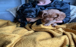 Cocker Spaniel dogs for sale: 5 Beautiful Working Cocker Spaniel Puppies  - Image 3